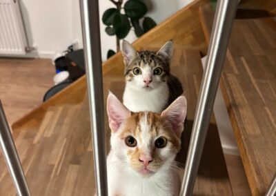 Ferb und Phenias, Hall in Tirol  (01/2026)