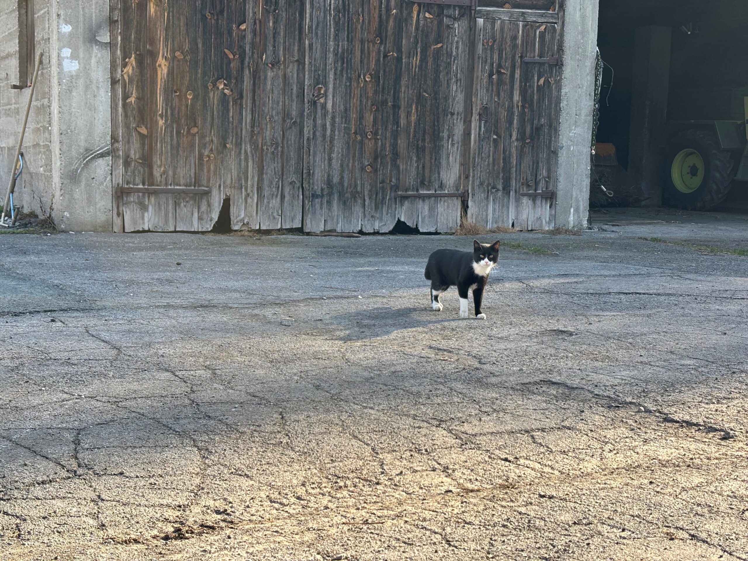 Innsbruck_FUndkatze_Fürstenweg