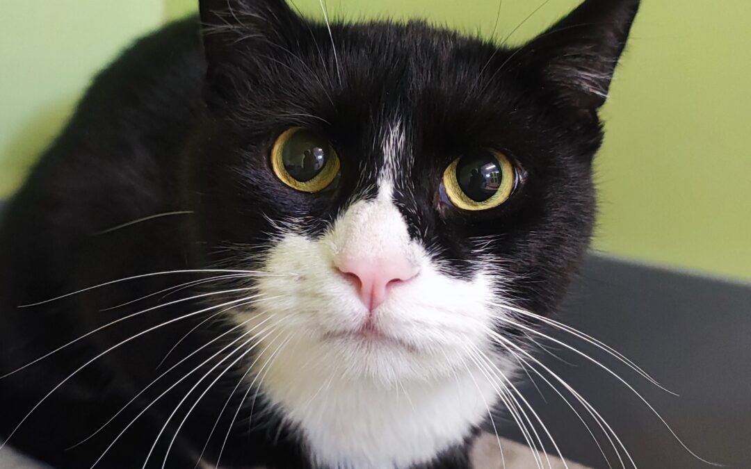 Sichtung Katze, Innsbruck  (01/2026)