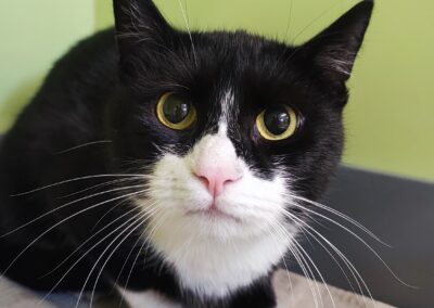 Sichtung Katze, Innsbruck  (01/2026)