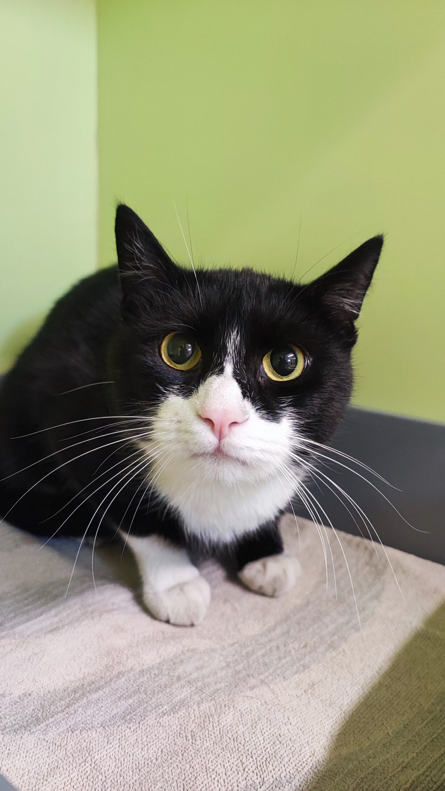 Innsbruck_Fundkater_Mitterweg