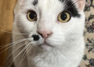 Berliuz, Kematen (01/2026)