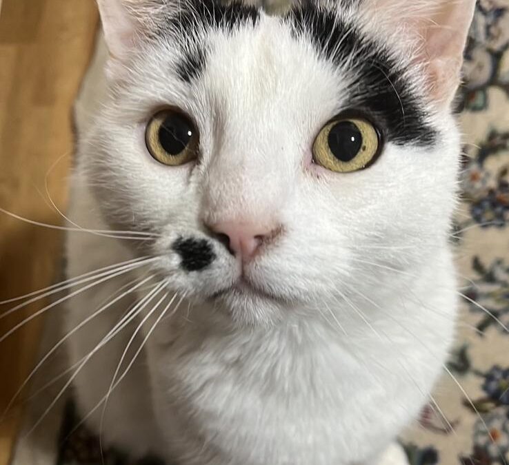 Berliuz, Kematen (01/2026)