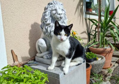 Speedy, Kirchbichl  (01/2026)