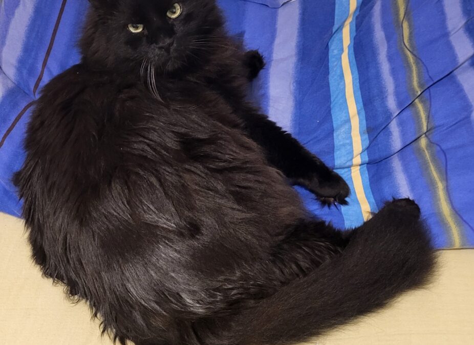 Leo, Kufstein  (01/2026)