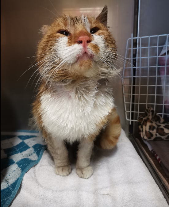 Fundkater, Kundl (01/2026)