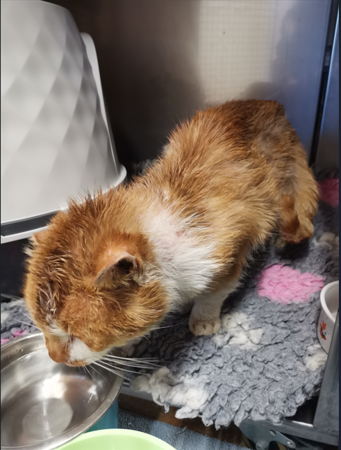 Kundl_Fundkater Nähe Feuerwehr2.jpg