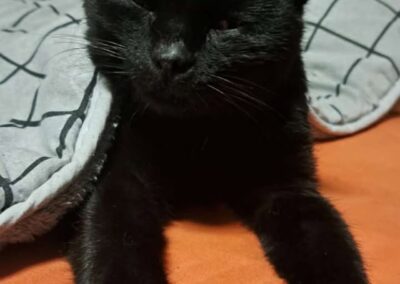 Fundkatze, Landeck(12/2025)