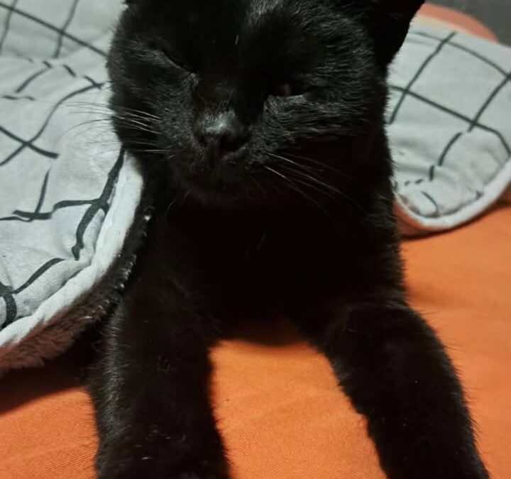 Fundkatze, Landeck(12/2025)