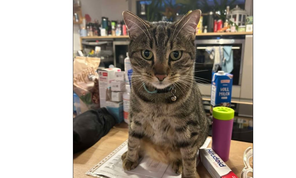 Raffzahn, Langkampfen(01/2026)