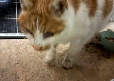 Fundtier Kater, Langkampfen  (01/2026)