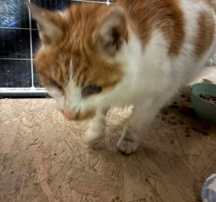 Fundtier Kater, Langkampfen  (01/2026)