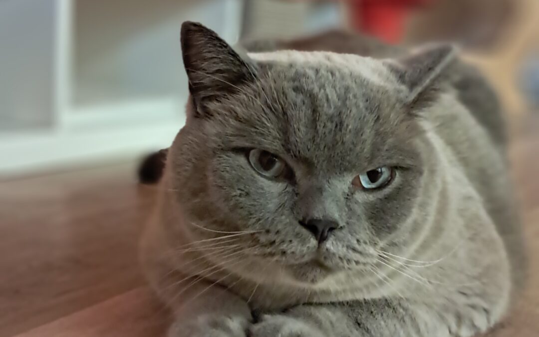 Merlin