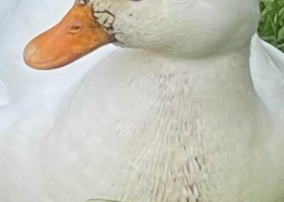 Ente, Natters  (01/2026)