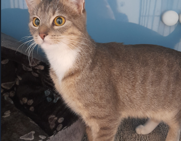 Fundtier Katze, Absam  (01/2026)