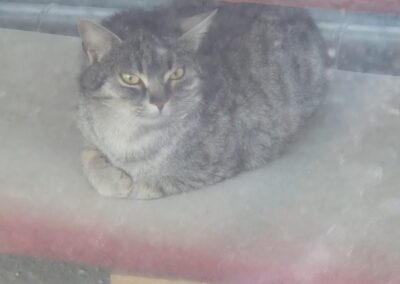 Sichtung Katze, Rum  (01/2026)