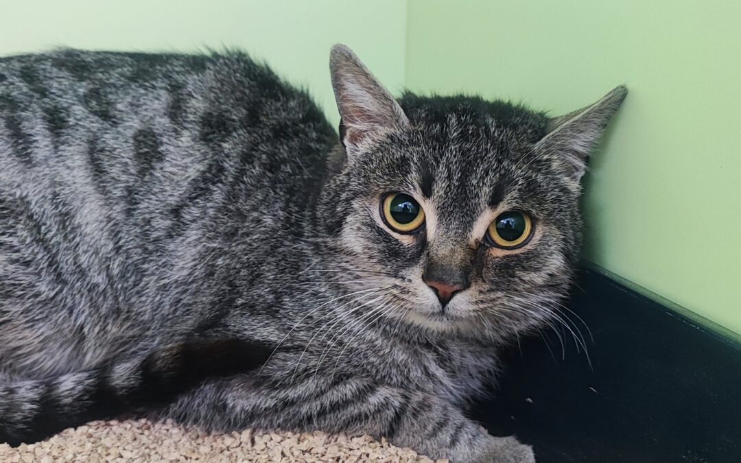 Fundkatze Katze, Rum  (01/2026)