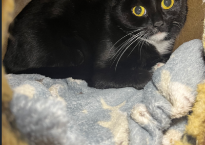 Fundtier Katze, Scheffau  (01/2026)