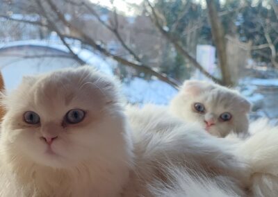 Schottisch Faltohr Katzen