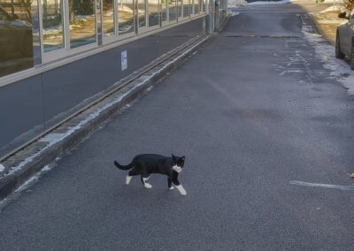 Sichtung Katze, Innsbruck  (01/2026)