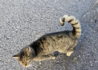 Sichtung Katze, Telfs  (01/2026)