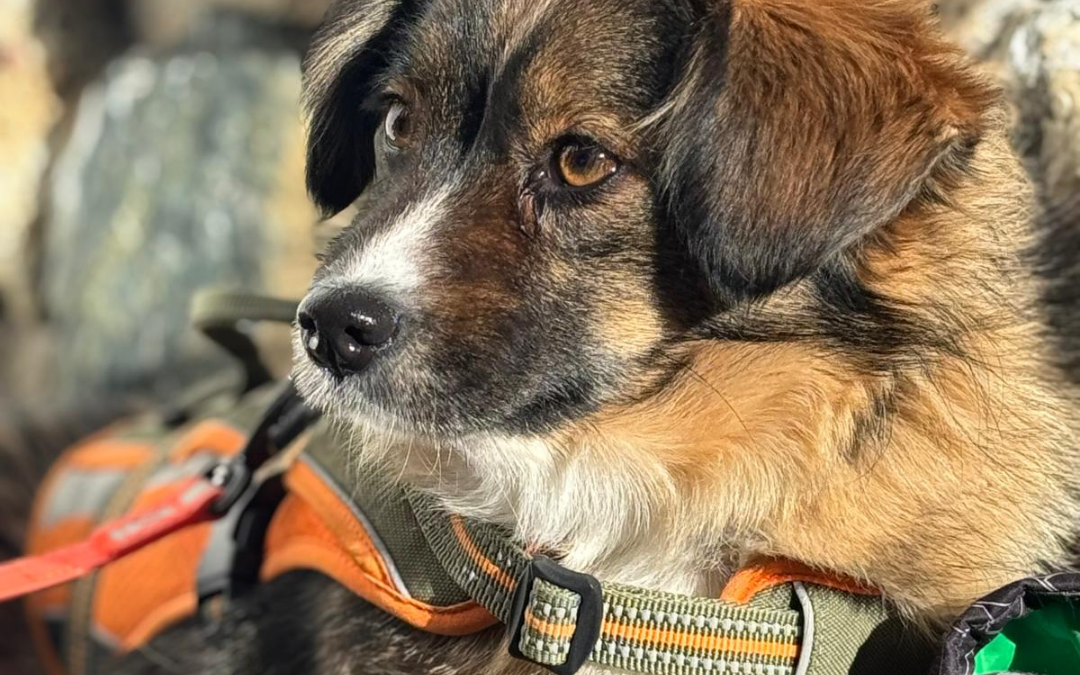 Suri