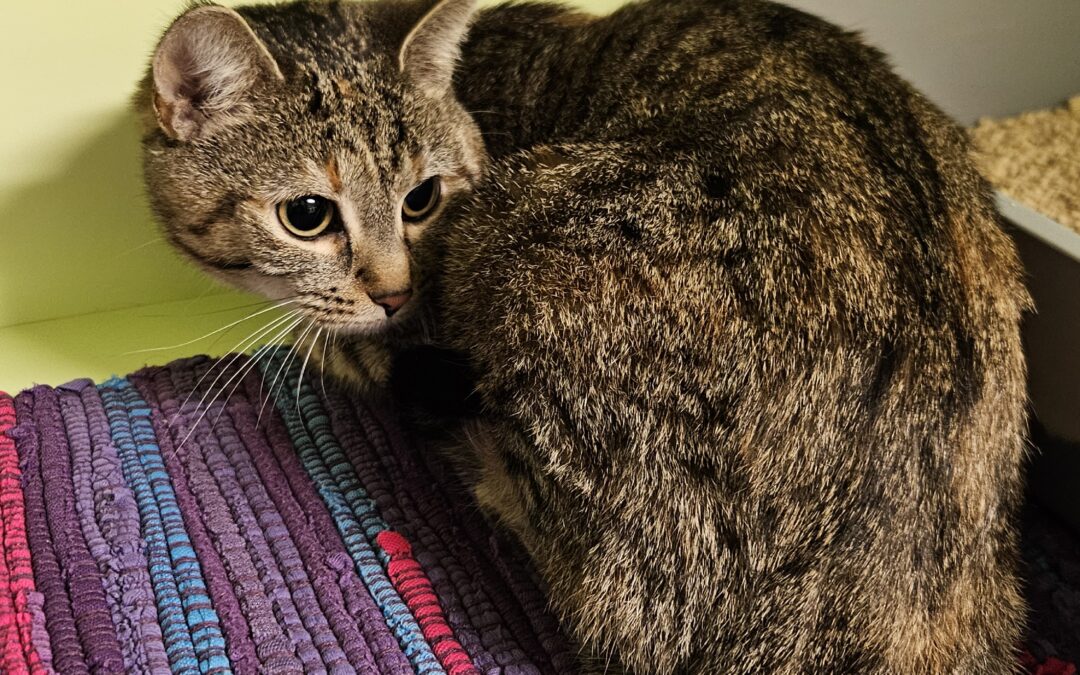 Fundtier Katze, Telfs  (01/2026)