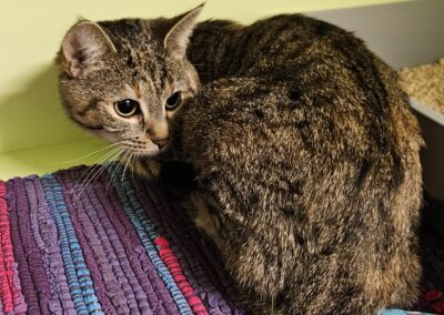 Fundtier Katze, Telfs  (01/2026)