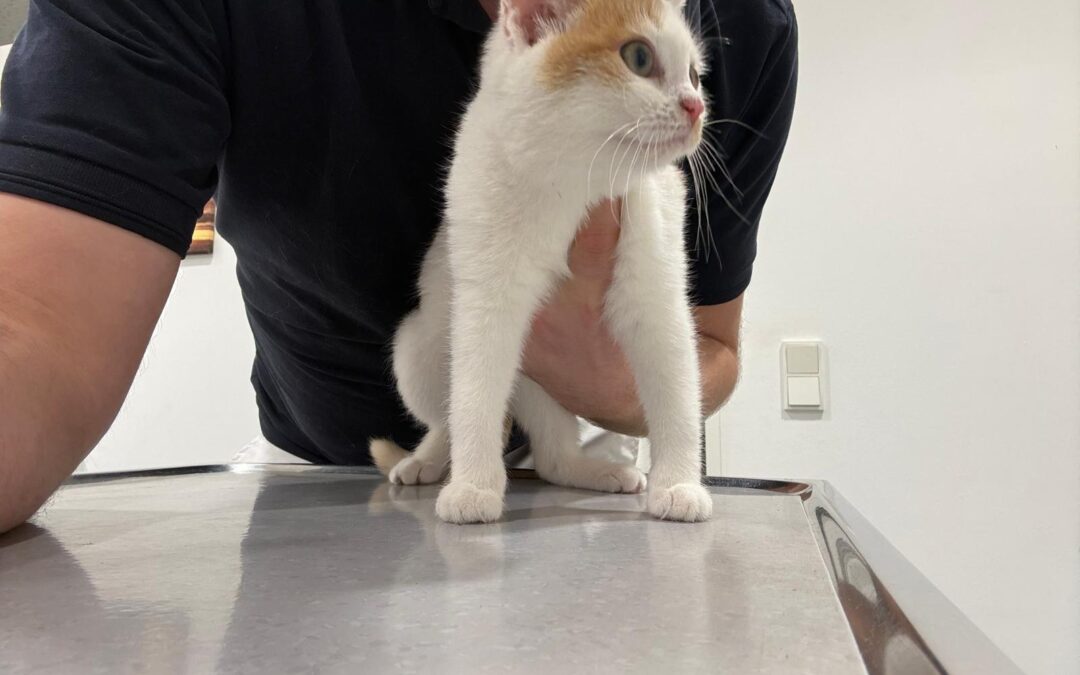 Fundtier Katze, Thiersee  (01/2026)