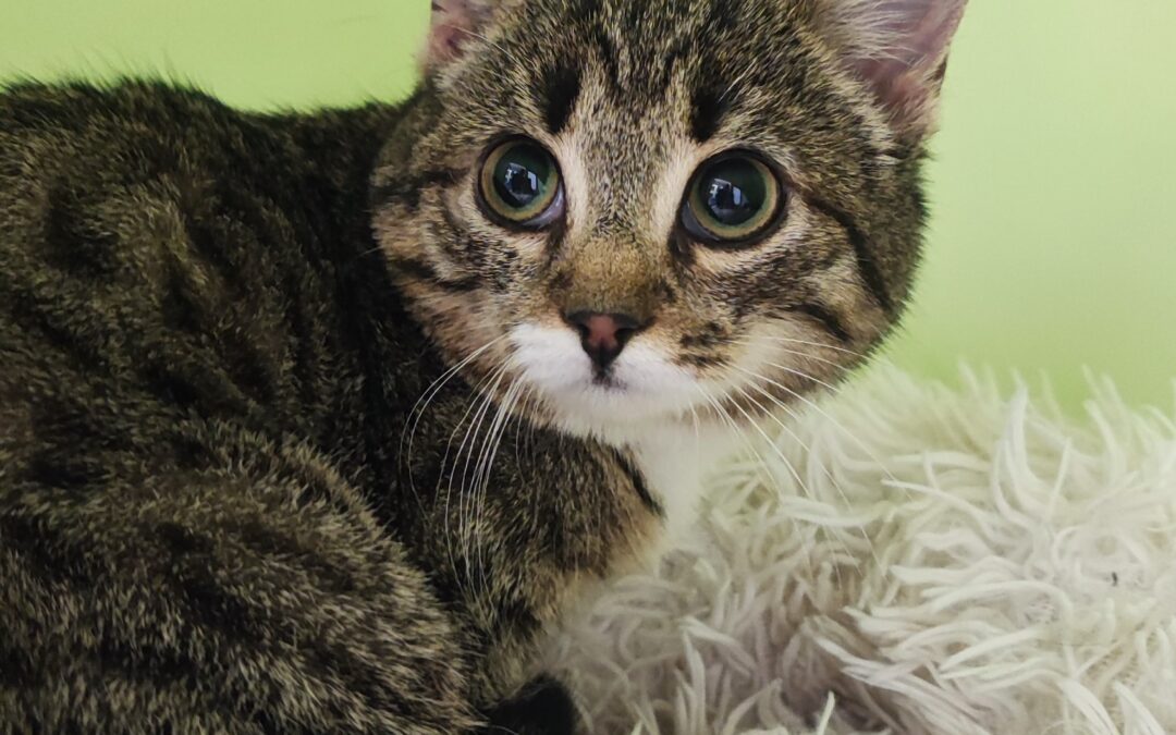 Fundtier Katze, Wattens  (01/2026)