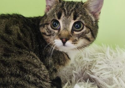 Fundtier Katze, Wattens  (01/2026)