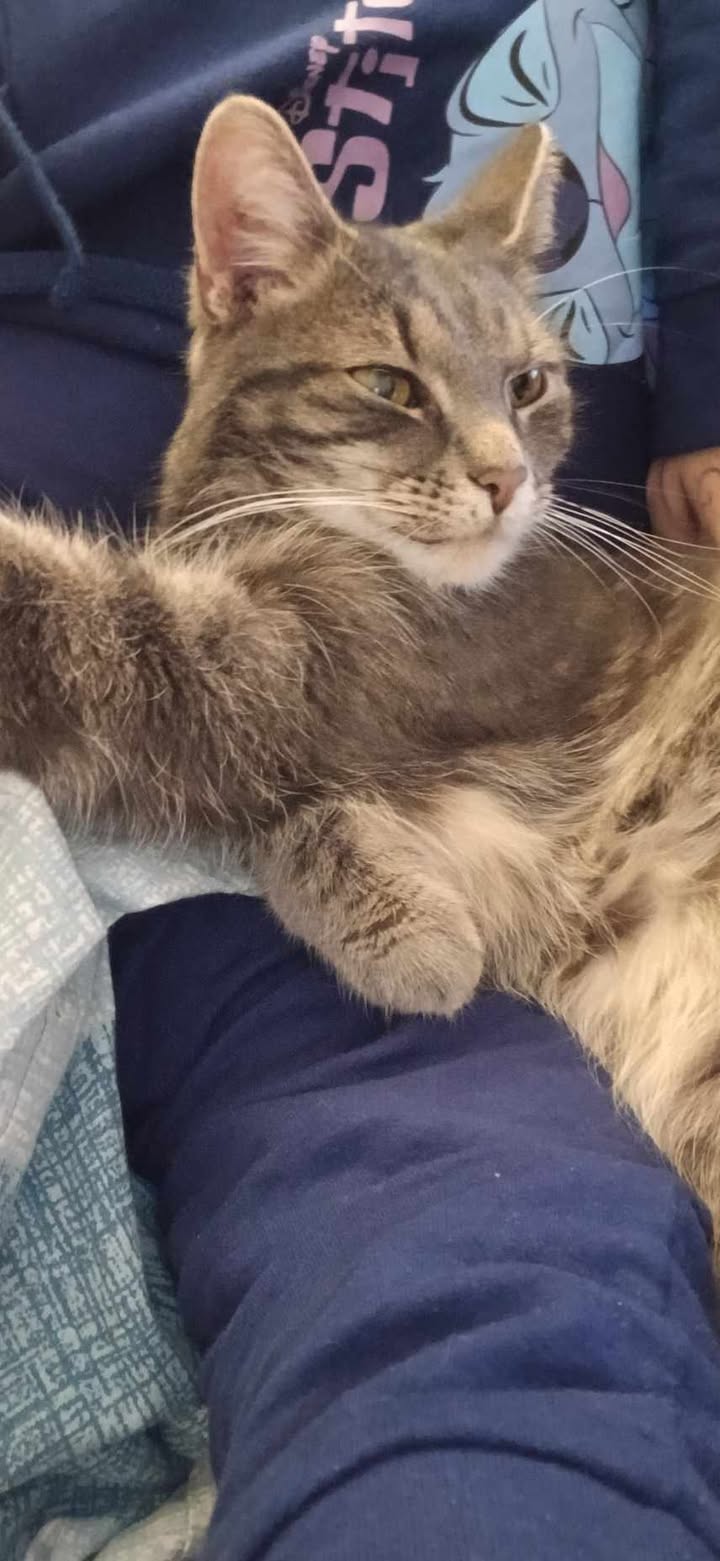 Wattens_Kater_Carlos1