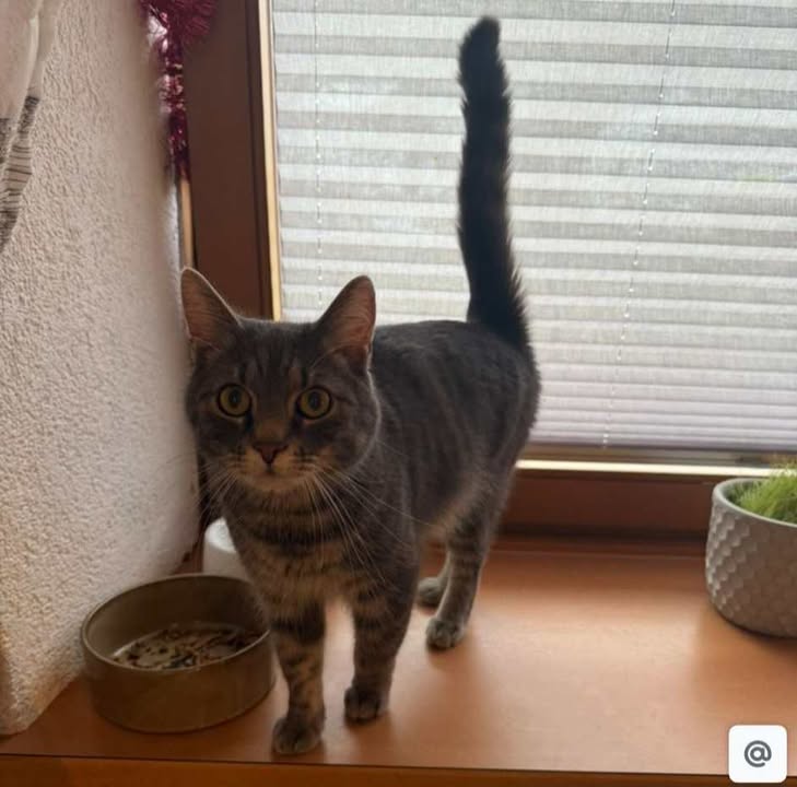 Wattens_Kater_Carlos2
