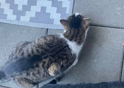 Fundtier Katze, Wörgl  (01/2026)