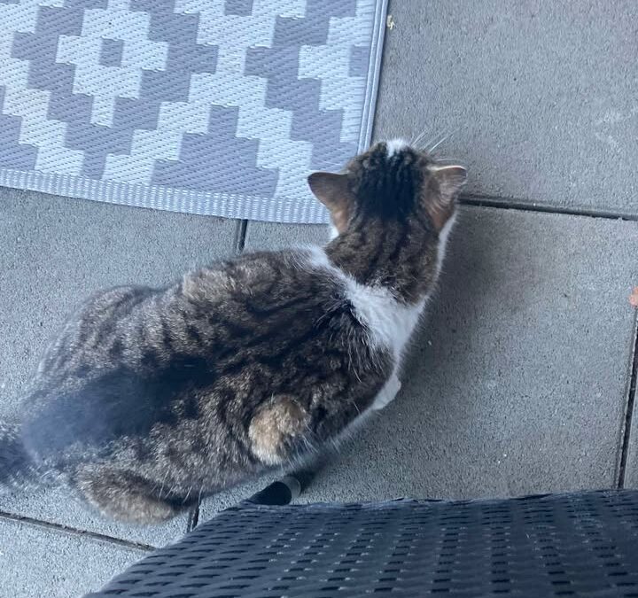 Fundtier Katze, Wörgl  (01/2026)