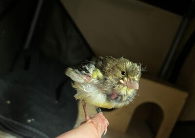 Fundtier Vogel, Wörgl  (01/2026)