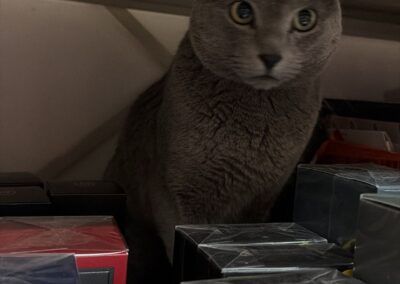 Sichtung Katze, Wörgl  (01/2026)