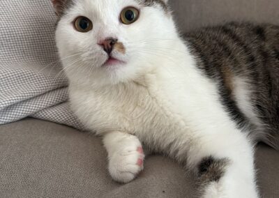 Fundtier Kater, Zellberg  (01/2026)