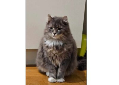 Simba, Zirl(12/2025)