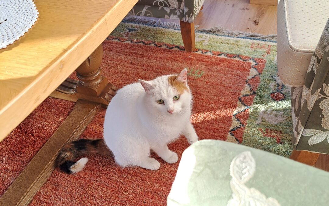 Fundtier Katze, Absam  (02/2026)