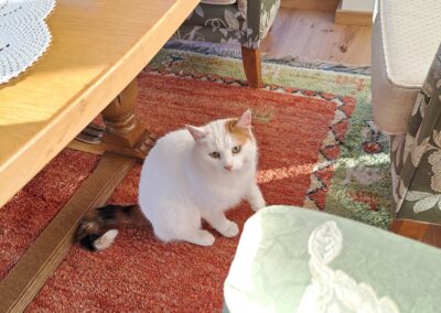 Fundtier Katze, Absam  (02/2026)