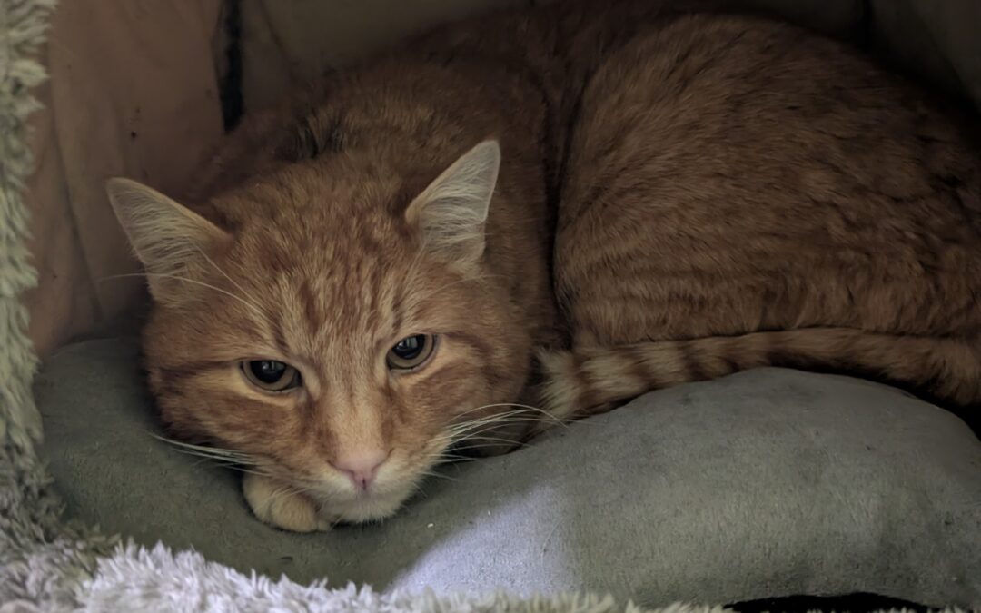 Fundtier Kater, Angerberg  (02/2026)