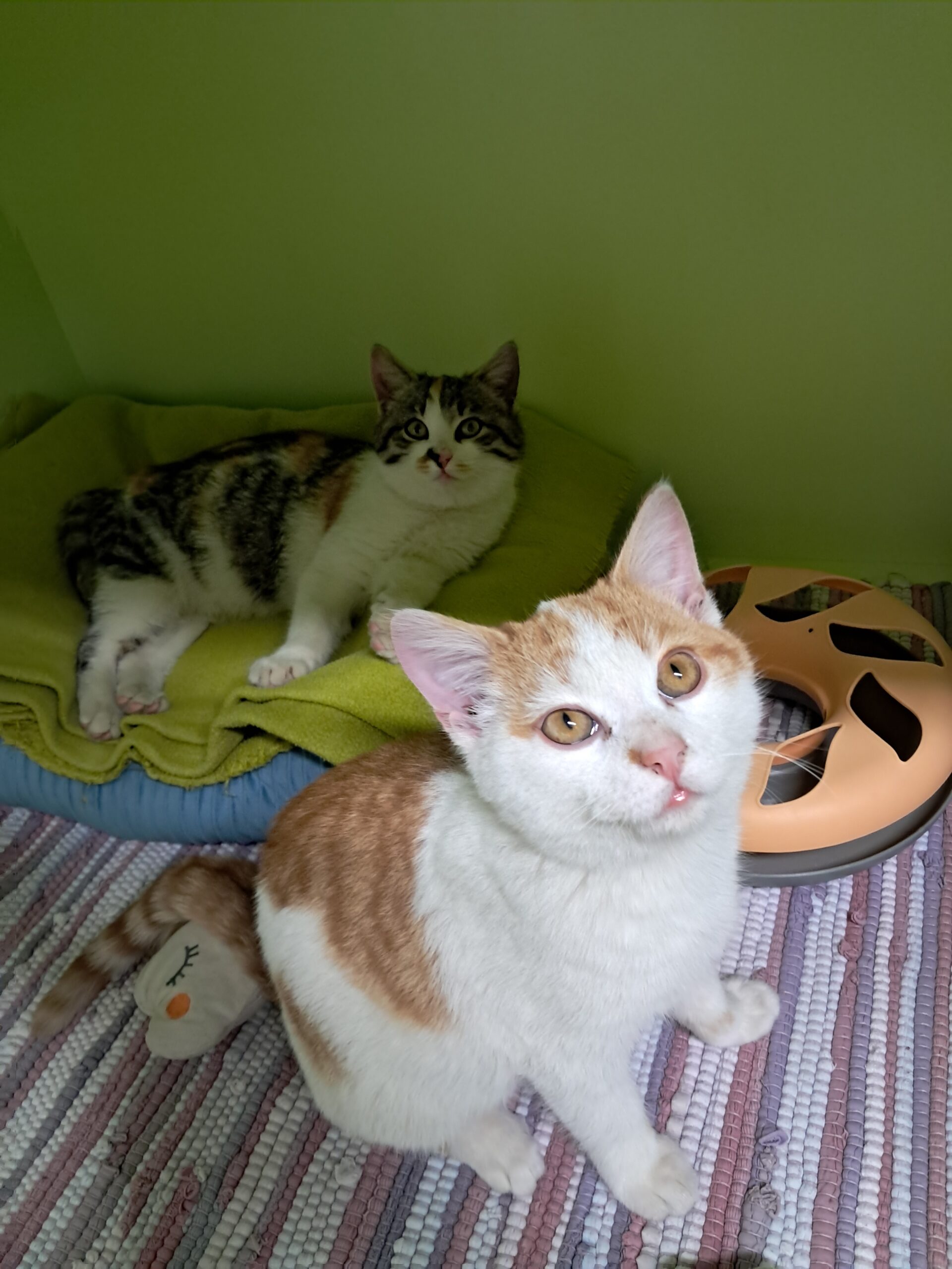 Arzl_Fundkatzen_Rumerstraße