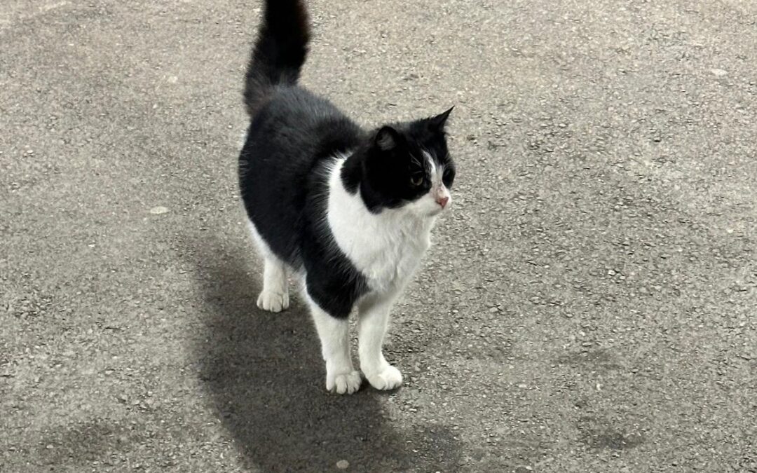 Fundtier Katze, Aschau im Zillertal  (02/2026)