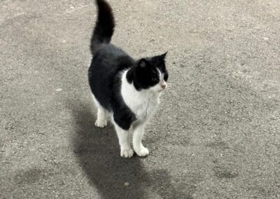 Fundtier Katze, Aschau im Zillertal  (02/2026)