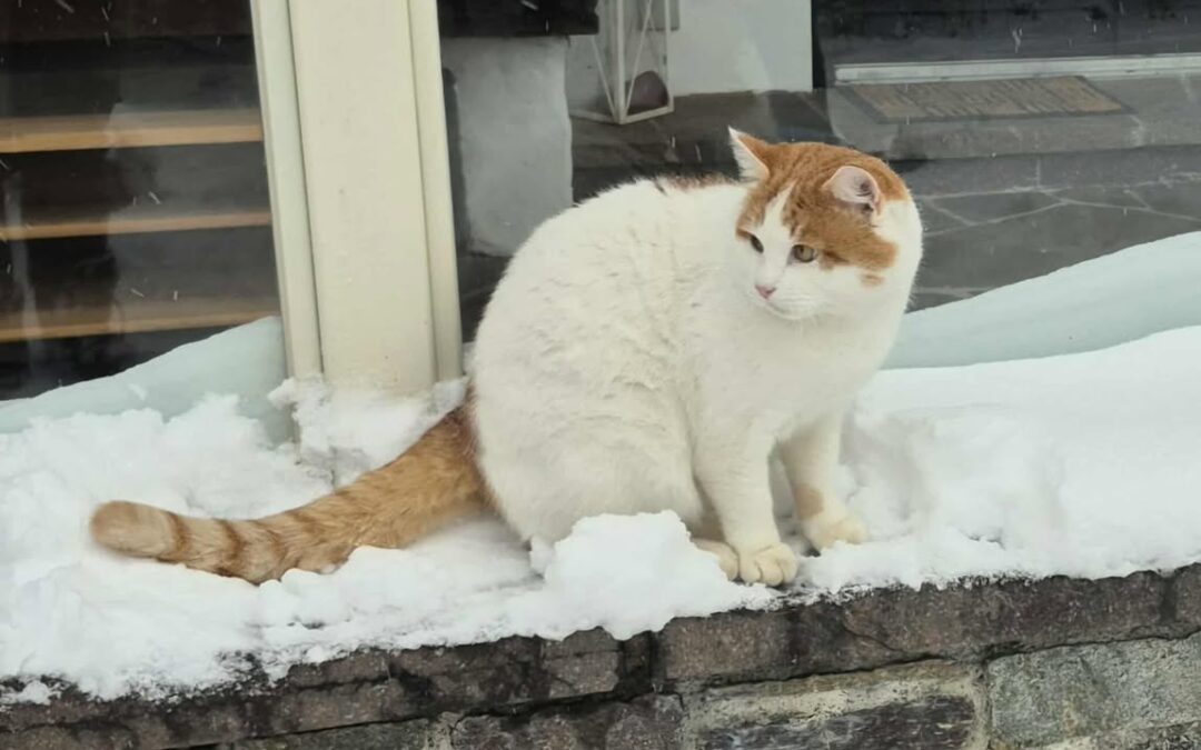 Balu, Kirchberg  (02/2026)