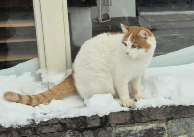 Balu, Kirchberg  (02/2026)