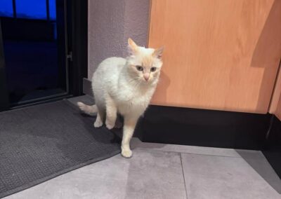 Fundtier Katze, Axams  (02/2026)