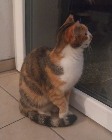 Sichtung Katze, Birgitz(02/2026)