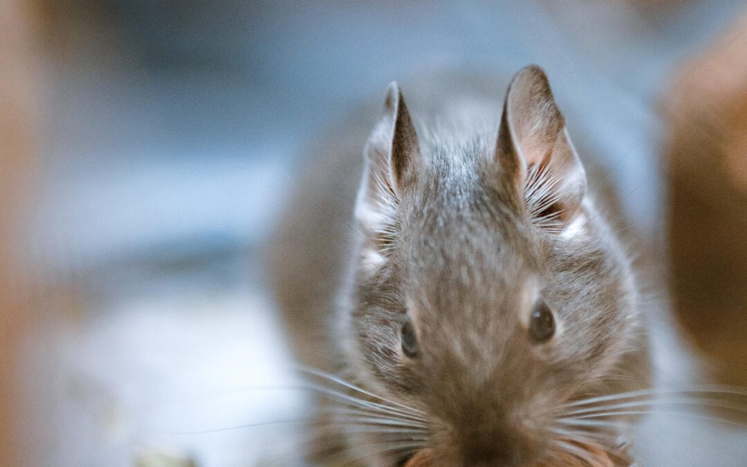 Degus